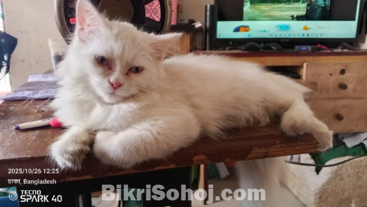 পারসিয়ান ক্যাট